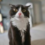 Conseils : Comment dissuader un chat d'uriner partout en dehors de sa litière