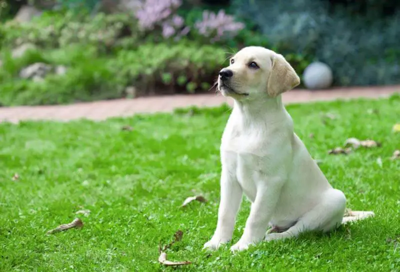 ne donnez pas trop de friandises lorsque vous entrainez votre chien