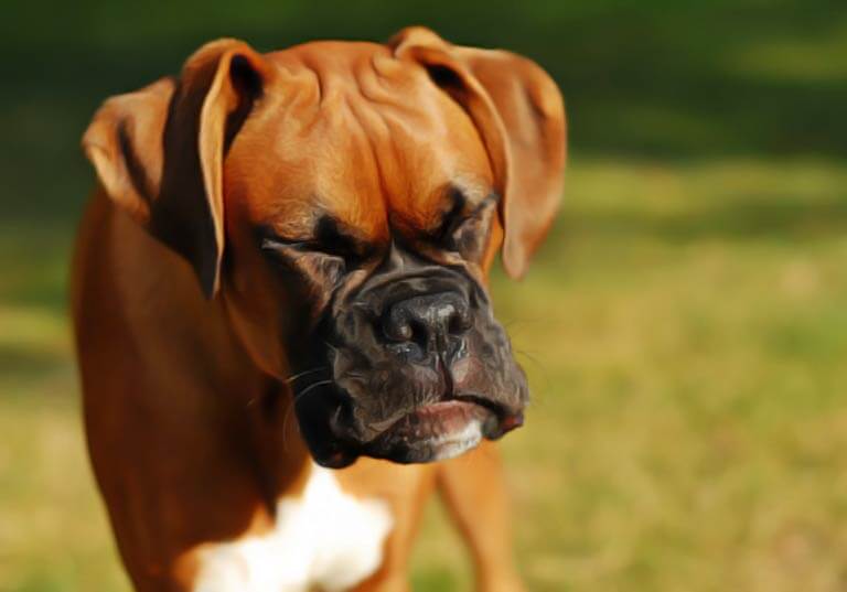 éternuement du chien traiter naturellement