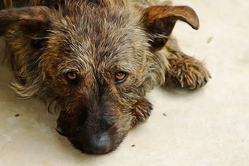 infection urinaire chien remèdes maison