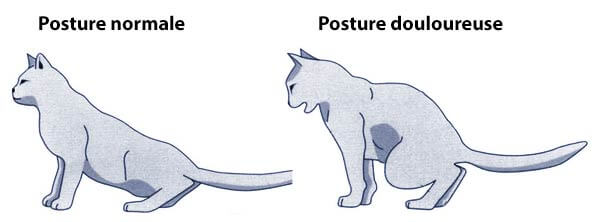 litiere chat probleme urinaire