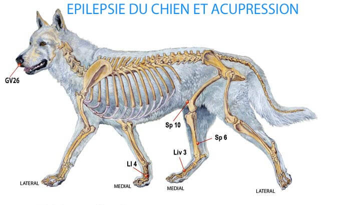 points acupression epilepsie chien