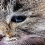 Conjonctivite du chat et remèdes naturels pour apaiser les symptômes et l'infection