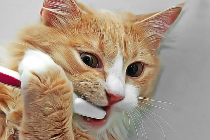 Pourquoi Mon Chat A Mauvaise Haleine Remedes Naturels Pour Animaux Pourquoi Mon Chat A Mauvaise Haleine Remedes Naturels Pour Animaux