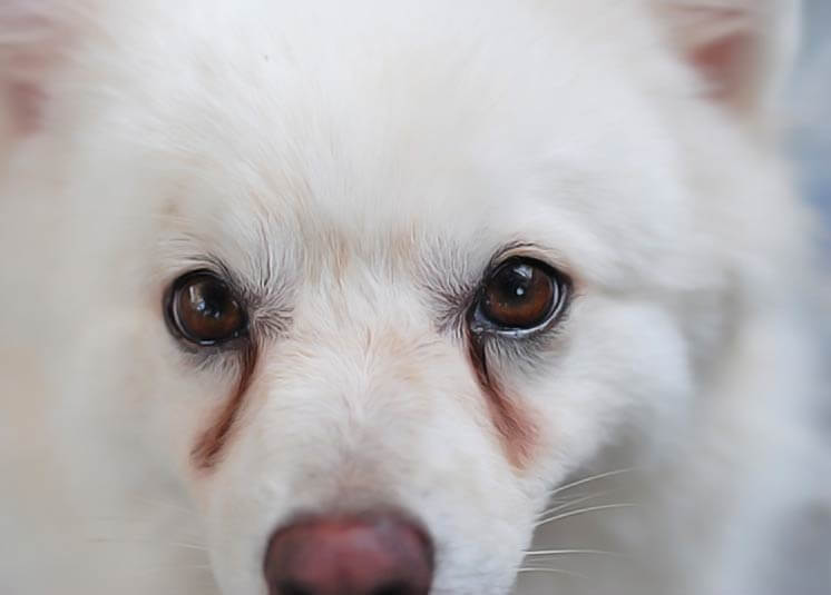 taches rouges foncées sous les yeux de mon chien