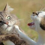 Voici comment soigner naturellement un abcès chez le chat