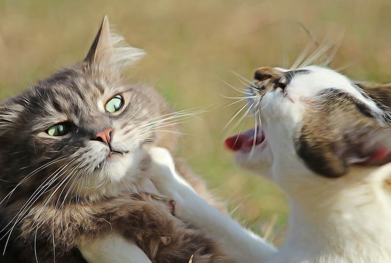 soigner abcès chat naturellement