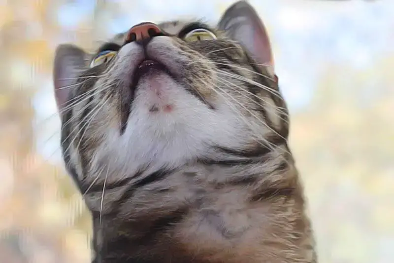 Acne Du Chat Comment Soigner Naturellement Ce Probleme De Peau Remedes Naturels Pour Animaux