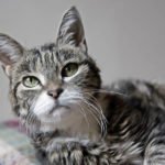 Soigner l'arthrite chez le chat : Des méthodes naturelles pour apaiser la douleur