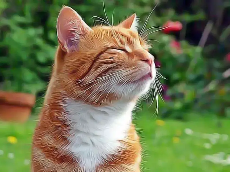 Voici Comment Soigner Naturellement L Asthme Chez Le Chat Remedes Naturels Pour Animaux