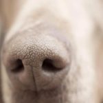 Inflammation des sinus du chien et rhinite chronique que faire ?