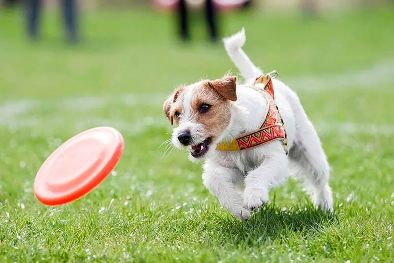 faites faire de l'exercice à votre chien