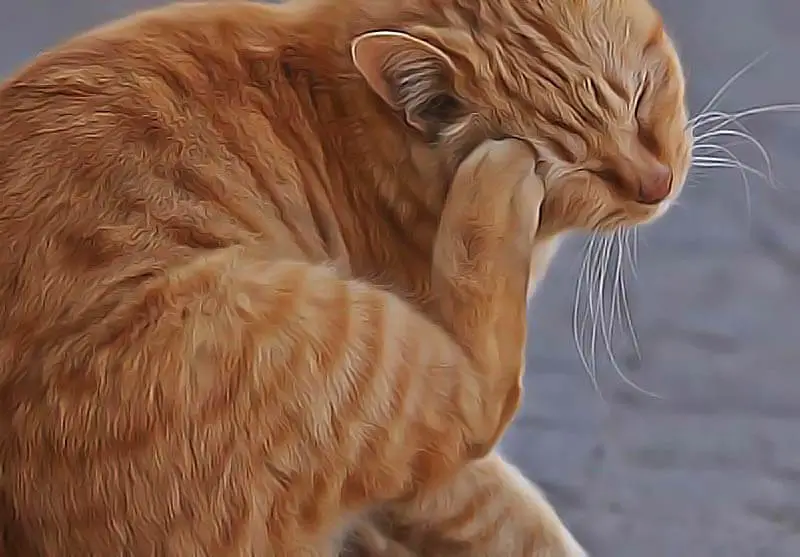 Teigne Du Chat Les Remedes Maison Sans Ordonnance Contre Ces Champignons Remedes Naturels Pour Animaux