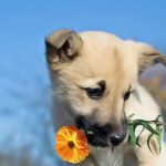 Calendula : une super plante pour le chien