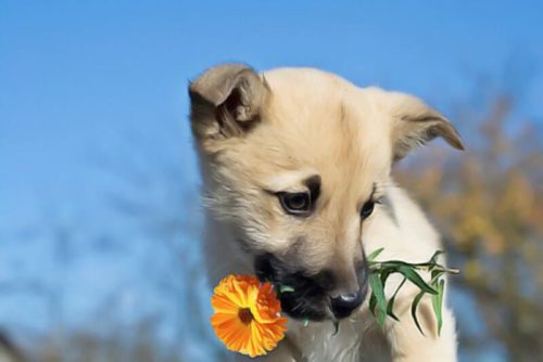 calendula plante du chien