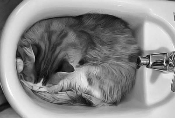 chat dort dans un bidet pour se rafraichir