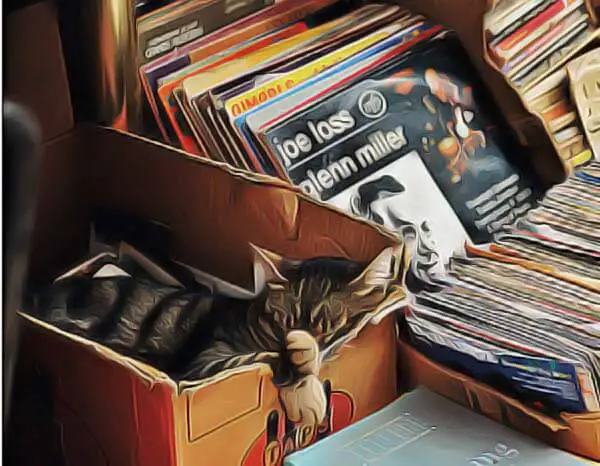 chat dort dans un carton