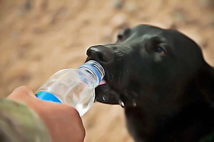 eau en bouteille chien