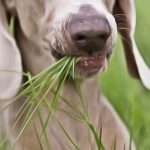 Comportement : Mon chien mange de l'herbe, est-ce grave ?