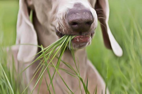 mon chien peut-il manger de l'herbe