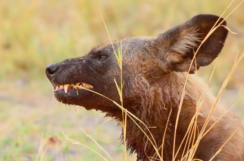 Un chien sauvage qui mange de l'herbe