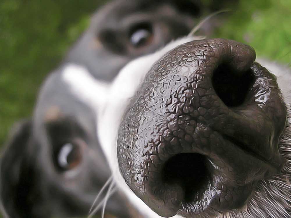 Ecoulement Nasal Chez Le Chiot Symptomes Causes Et Traitements Remedes Naturels Pour Animaux Ecoulement Nasal Chez Le Chiot Symptomes Causes Et Traitements Remedes Naturels Pour Animaux