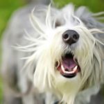 Comment apprendre à votre chien quand ne pas aboyer : Conseils anti-aboiements