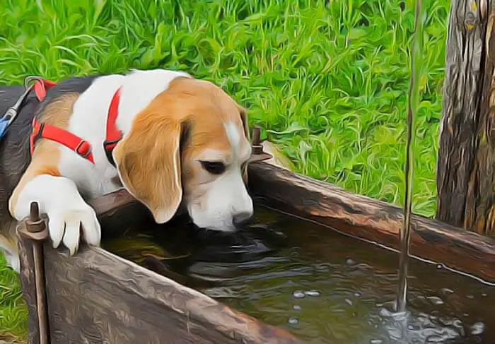 chien et eau non-potable