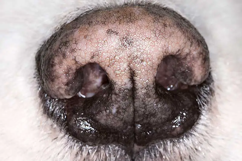 nez qui coule chien (écoulement nasal)