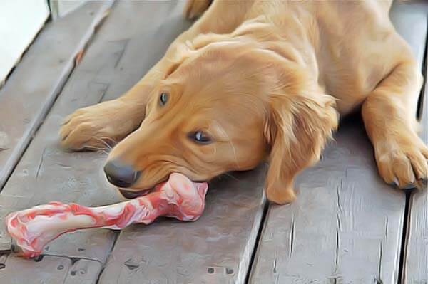 Les os sont-ils dangereux pour le chien ?