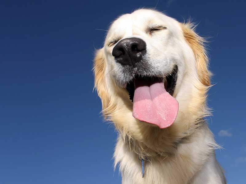 Un chien en bonne santé naturellement