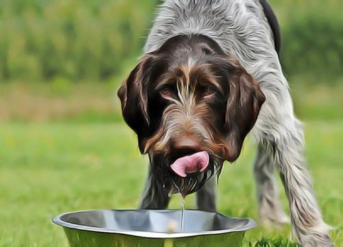combien d'eau par jour pour un chien
