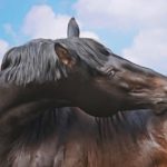 Remèdes naturels pour le cheval, le poney et l'âne