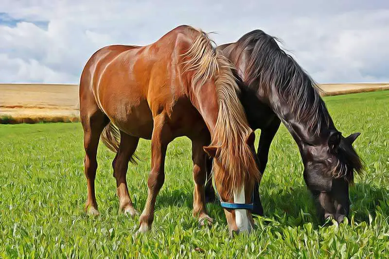 Remèdes naturels pour le cheval