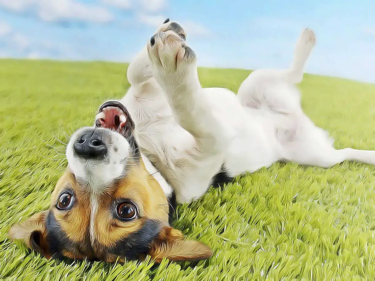 Les Remedes Naturels Pour Le Chien Qui Ont Fait Leurs Preuves Remedes Naturels Pour Animaux