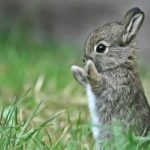 Quels remèdes naturels pour lapin ? Conseils pratiques