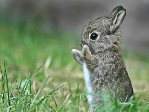 remèdes naturels pour lapin