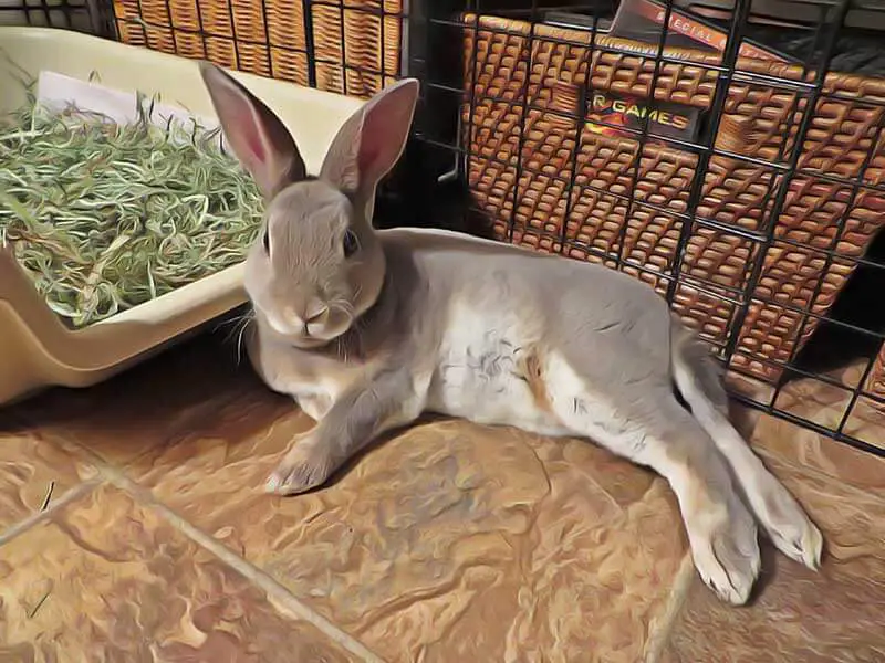 soigner son lapin avec les plantes