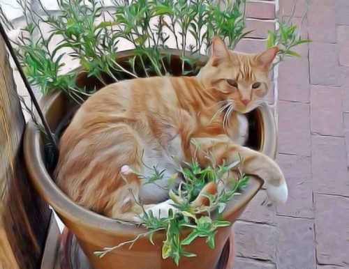 soigner son chat avec les plantes