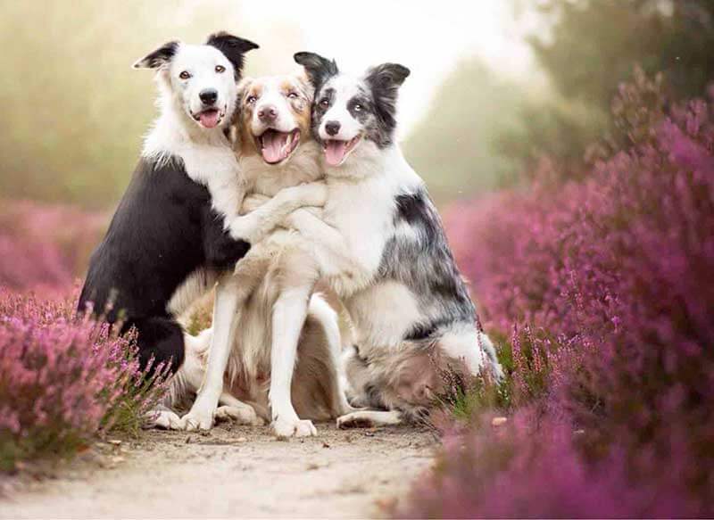 Soigner son chien avec les plantes