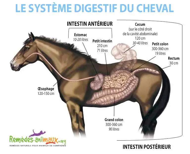 Schéma du système digestif du cheval