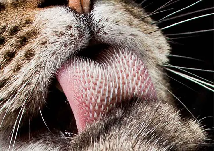 Pourquoi les chats ont-ils la langue râpeuse ?