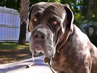 Chien Qui Bave Excessivement Est Ce La Rage Ou Une Maladie Que Faire Remedes Naturels Pour Animaux