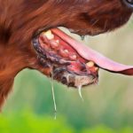 Chien qui bave excessivement, est-ce la rage ou une maladie ? Que faire