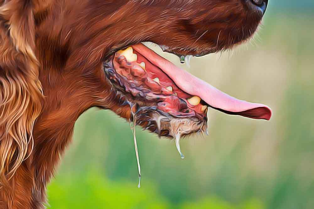 chien qui se mets à baver d'un coup