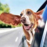 Chien et mal des transports, que faire quand il a des nausées