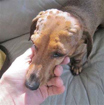Chien Et Piqure D Abeille Ou D Insecte Que Faire Remedes Naturels Pour Animaux