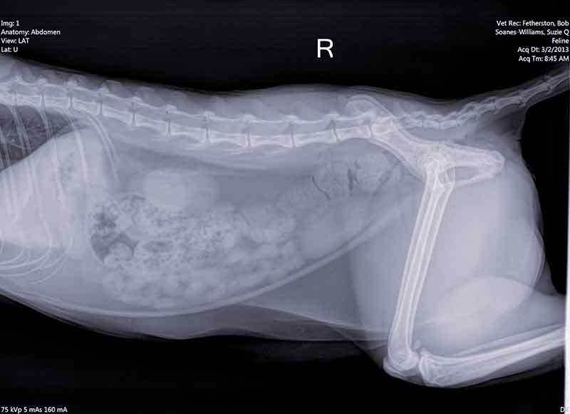 occlusion intestinale chien