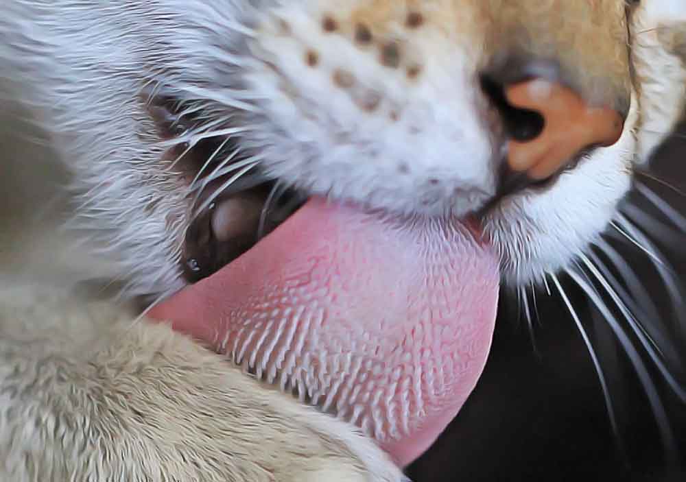 pourquoi les chats ont la langue râpeuse ?