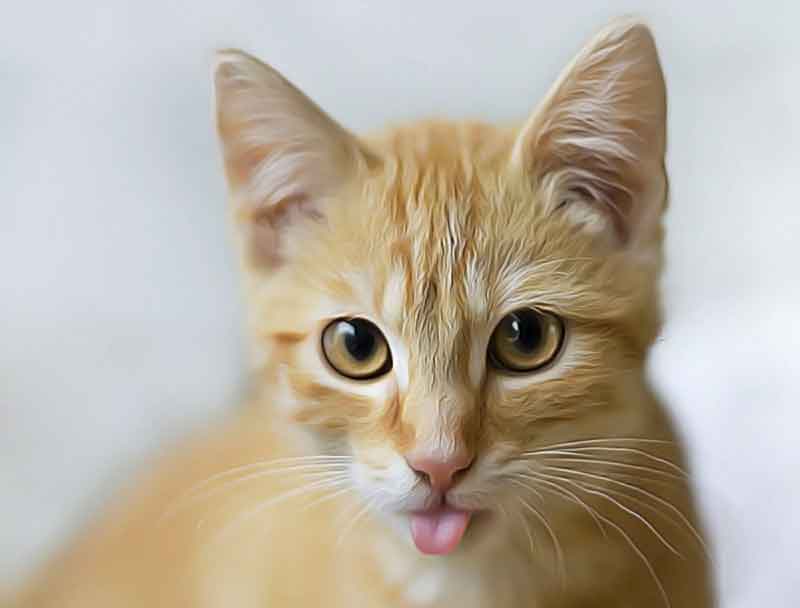 pourquoi chat tire langue ?